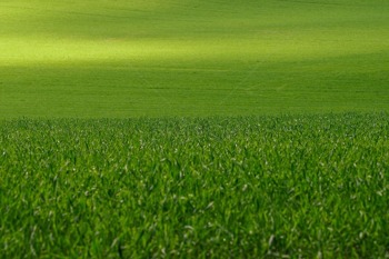 绿色的草坪草地
