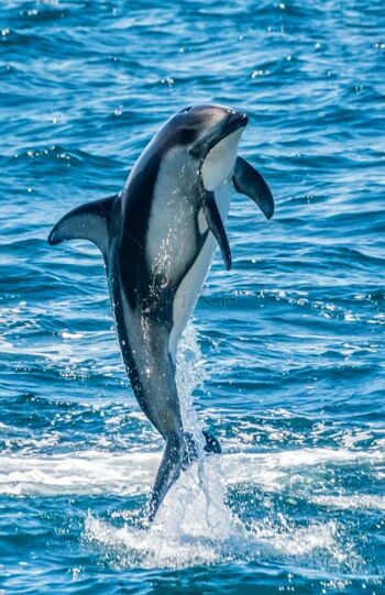 海豚戏水 海洋生物 跃出水面的海豚