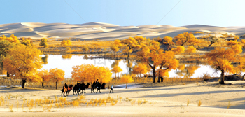 自然风光黄金沙漠胡杨骆驼风景图片